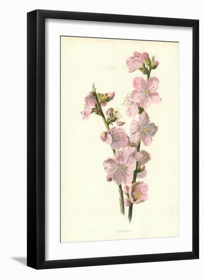 Almond-Frederick Edward Hulme-Framed Giclee Print