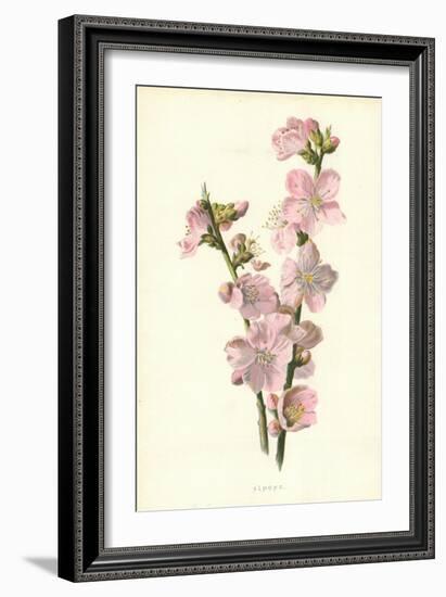 Almond-Frederick Edward Hulme-Framed Giclee Print