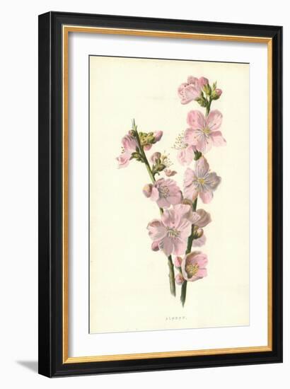 Almond-Frederick Edward Hulme-Framed Giclee Print