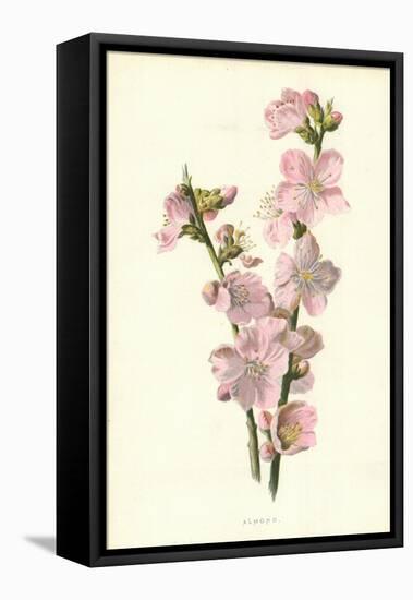 Almond-Frederick Edward Hulme-Framed Premier Image Canvas