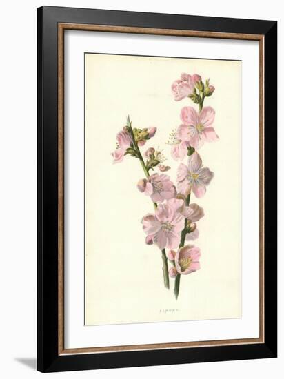 Almond-Frederick Edward Hulme-Framed Premium Giclee Print