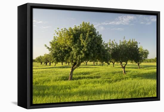 Almonds, Majorca, the Balearic Islands, Spain-Rainer Mirau-Framed Premier Image Canvas