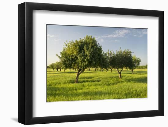 Almonds, Majorca, the Balearic Islands, Spain-Rainer Mirau-Framed Photographic Print