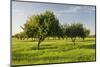 Almonds, Majorca, the Balearic Islands, Spain-Rainer Mirau-Mounted Photographic Print