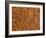 Almonds-Janez Puksic-Framed Photographic Print