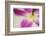 Almost Hidden-Heidi Westum-Framed Photographic Print