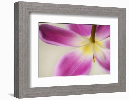 Almost Hidden-Heidi Westum-Framed Photographic Print