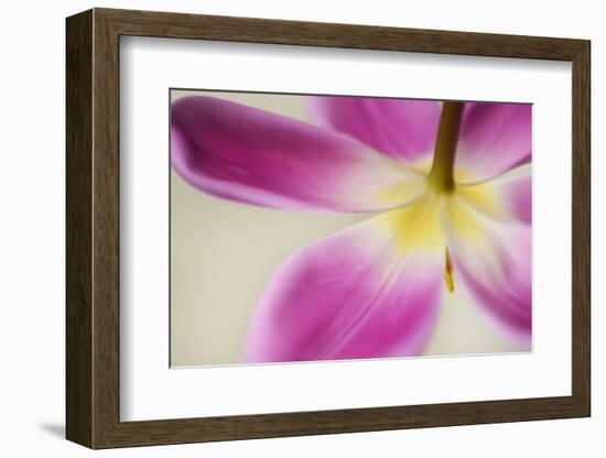 Almost Hidden-Heidi Westum-Framed Photographic Print