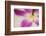 Almost Hidden-Heidi Westum-Framed Photographic Print