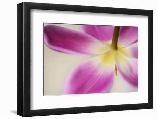 Almost Hidden-Heidi Westum-Framed Photographic Print