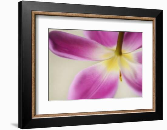 Almost Hidden-Heidi Westum-Framed Photographic Print