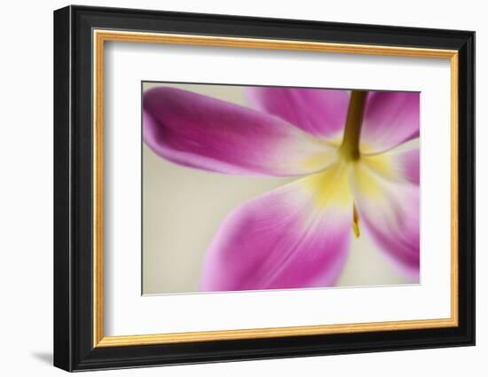 Almost Hidden-Heidi Westum-Framed Photographic Print