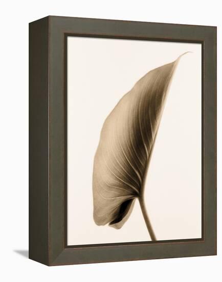 Alocasia 1-Julie Greenwood-Framed Stretched Canvas