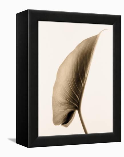 Alocasia 1-Julie Greenwood-Framed Stretched Canvas