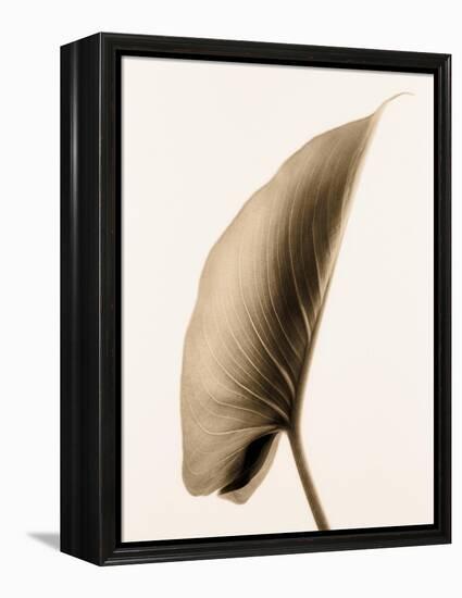 Alocasia 1-Julie Greenwood-Framed Stretched Canvas