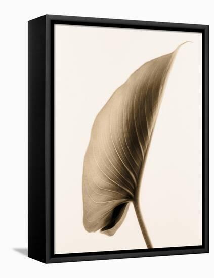 Alocasia 1-Julie Greenwood-Framed Stretched Canvas