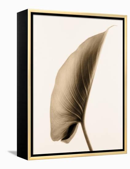 Alocasia 1-Julie Greenwood-Framed Stretched Canvas