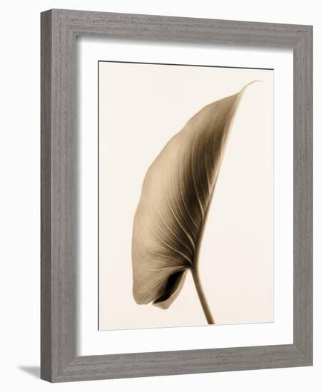 Alocasia 1-Julie Greenwood-Framed Art Print