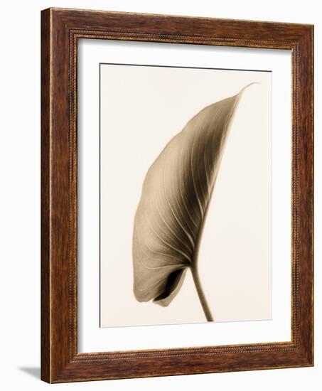 Alocasia 1-Julie Greenwood-Framed Art Print