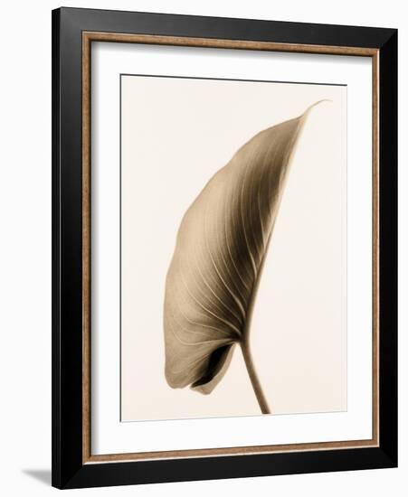 Alocasia 1-Julie Greenwood-Framed Art Print