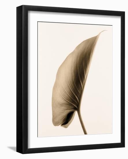 Alocasia 1-Julie Greenwood-Framed Art Print