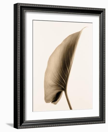 Alocasia 1-Julie Greenwood-Framed Art Print