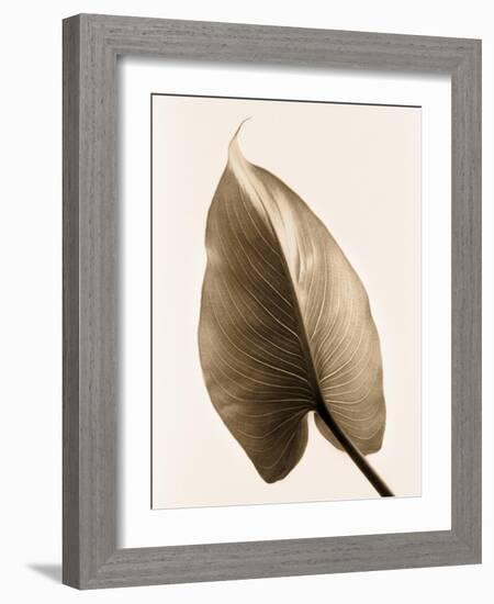 Alocasia 2-Julie Greenwood-Framed Art Print