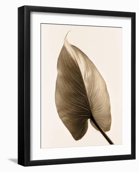 Alocasia 2-Julie Greenwood-Framed Art Print