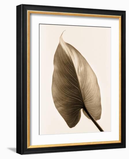 Alocasia 2-Julie Greenwood-Framed Art Print