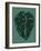 Alocasia Melo Dark-Francesco Gulina-Framed Photographic Print