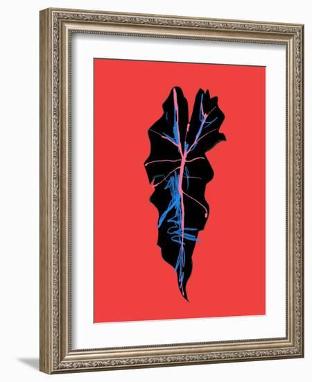 Alocasia Polly Red-Francesco Gulina-Framed Photographic Print