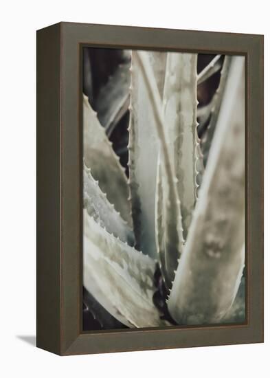 Aloe_001-Pictufy Studio III-Framed Premier Image Canvas