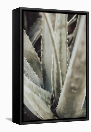 Aloe_001-Pictufy Studio III-Framed Premier Image Canvas