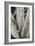 Aloe_001-Pictufy Studio III-Framed Giclee Print