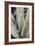 Aloe_001-Pictufy Studio III-Framed Giclee Print