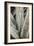 Aloe_001-Pictufy Studio III-Framed Giclee Print