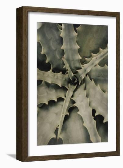 Aloe_002-Pictufy Studio III-Framed Giclee Print