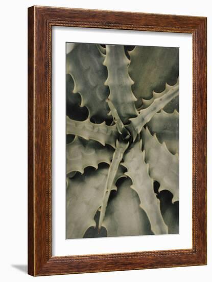 Aloe_002-Pictufy Studio III-Framed Giclee Print