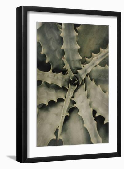 Aloe_002-Pictufy Studio III-Framed Giclee Print