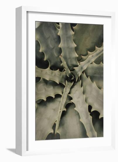 Aloe_002-Pictufy Studio III-Framed Giclee Print