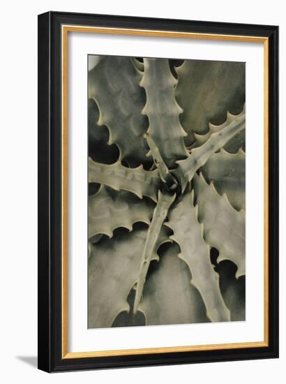 Aloe_002-Pictufy Studio III-Framed Giclee Print