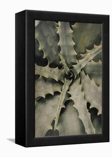 Aloe_002-Pictufy Studio III-Framed Premier Image Canvas