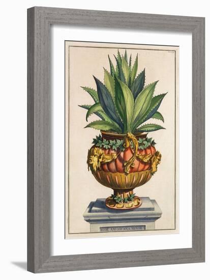 Aloe Americana Minor, from 'Phytographia Curiosa', Published 1702 (Coloured Engraving)-Abraham Munting-Framed Giclee Print