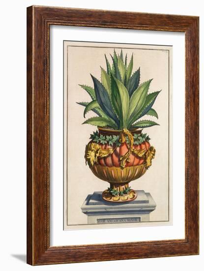 Aloe Americana Minor, from 'Phytographia Curiosa', Published 1702 (Coloured Engraving)-Abraham Munting-Framed Giclee Print