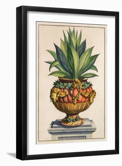 Aloe Americana Minor, from 'Phytographia Curiosa', Published 1702 (Coloured Engraving)-Abraham Munting-Framed Giclee Print