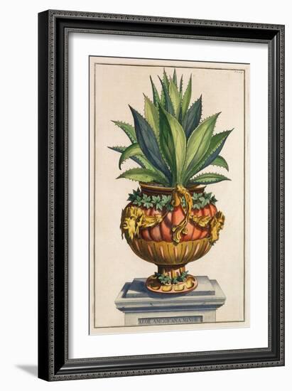 Aloe Americana Minor, from 'Phytographia Curiosa', Published 1702 (Coloured Engraving)-Abraham Munting-Framed Giclee Print