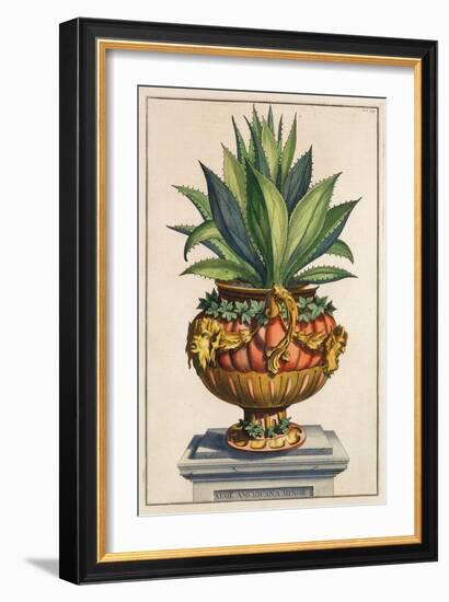 Aloe Americana Minor, from 'Phytographia Curiosa', Published 1702 (Coloured Engraving)-Abraham Munting-Framed Giclee Print