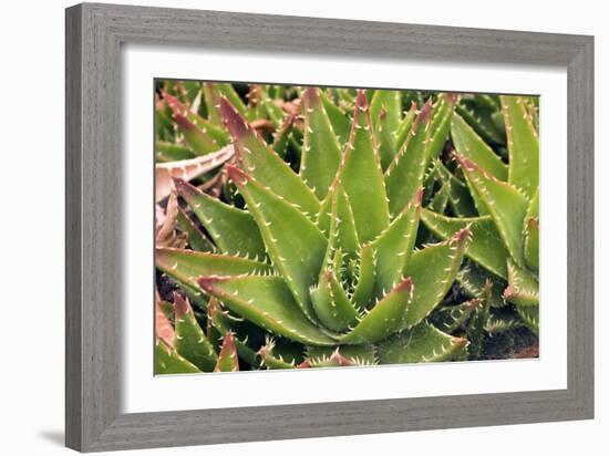 Aloe Brevifolia-Adrian Thomas-Framed Photographic Print