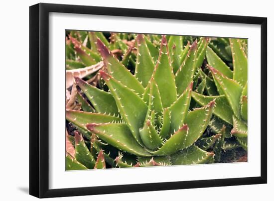 Aloe Brevifolia-Adrian Thomas-Framed Photographic Print