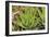 Aloe Brevifolia-Adrian Thomas-Framed Photographic Print